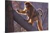 Golden Snub-Nosed Monkey with Baby Climbing Tree-DLILLC-Stretched Canvas