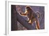 Golden Snub-Nosed Monkey with Baby Climbing Tree-DLILLC-Framed Photographic Print