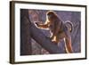 Golden Snub-Nosed Monkey with Baby Climbing Tree-DLILLC-Framed Photographic Print