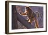 Golden Snub-Nosed Monkey with Baby Climbing Tree-DLILLC-Framed Photographic Print