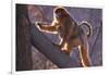 Golden Snub-Nosed Monkey with Baby Climbing Tree-DLILLC-Framed Photographic Print