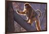 Golden Snub-Nosed Monkey with Baby Climbing Tree-DLILLC-Framed Photographic Print