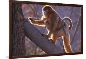 Golden Snub-Nosed Monkey with Baby Climbing Tree-DLILLC-Framed Photographic Print