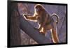 Golden Snub-Nosed Monkey with Baby Climbing Tree-DLILLC-Framed Photographic Print