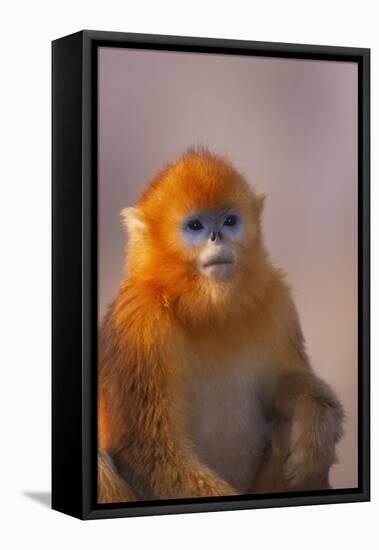 Golden Snub-Nosed Monkey-DLILLC-Framed Stretched Canvas