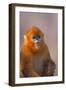 Golden Snub-Nosed Monkey-DLILLC-Framed Premium Photographic Print