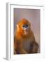 Golden Snub-Nosed Monkey-DLILLC-Framed Premium Photographic Print