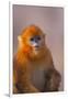 Golden Snub-Nosed Monkey-DLILLC-Framed Premium Photographic Print