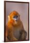 Golden Snub-Nosed Monkey-DLILLC-Framed Premium Photographic Print