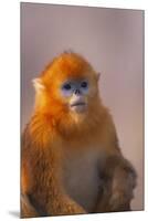 Golden Snub-Nosed Monkey-DLILLC-Mounted Premium Photographic Print