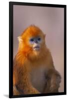 Golden Snub-Nosed Monkey-DLILLC-Framed Premium Photographic Print