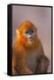 Golden Snub-Nosed Monkey-DLILLC-Framed Stretched Canvas