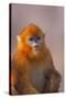 Golden Snub-Nosed Monkey-DLILLC-Stretched Canvas