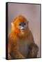 Golden Snub-Nosed Monkey-DLILLC-Framed Stretched Canvas