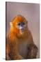 Golden Snub-Nosed Monkey-DLILLC-Stretched Canvas