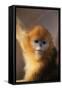 Golden Snub-Nosed Monkey-DLILLC-Framed Stretched Canvas