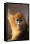Golden Snub-Nosed Monkey-DLILLC-Framed Stretched Canvas