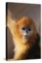 Golden Snub-Nosed Monkey-DLILLC-Stretched Canvas