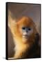 Golden Snub-Nosed Monkey-DLILLC-Framed Stretched Canvas