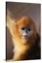 Golden Snub-Nosed Monkey-DLILLC-Stretched Canvas