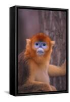 Golden Snub-Nosed Monkey-DLILLC-Framed Stretched Canvas