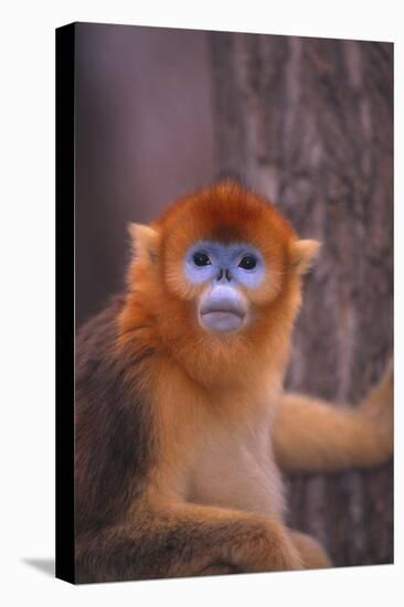 Golden Snub-Nosed Monkey-DLILLC-Stretched Canvas