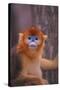 Golden Snub-Nosed Monkey-DLILLC-Stretched Canvas