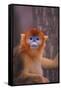 Golden Snub-Nosed Monkey-DLILLC-Framed Stretched Canvas