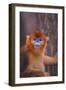 Golden Snub-Nosed Monkey-DLILLC-Framed Premium Photographic Print