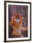 Golden Snub-Nosed Monkey-DLILLC-Framed Premium Photographic Print