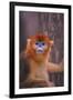 Golden Snub-Nosed Monkey-DLILLC-Framed Premium Photographic Print
