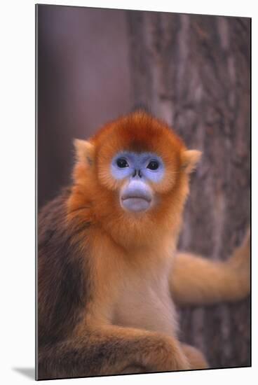 Golden Snub-Nosed Monkey-DLILLC-Mounted Premium Photographic Print