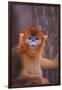 Golden Snub-Nosed Monkey-DLILLC-Framed Premium Photographic Print