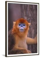 Golden Snub-Nosed Monkey-DLILLC-Framed Premium Photographic Print