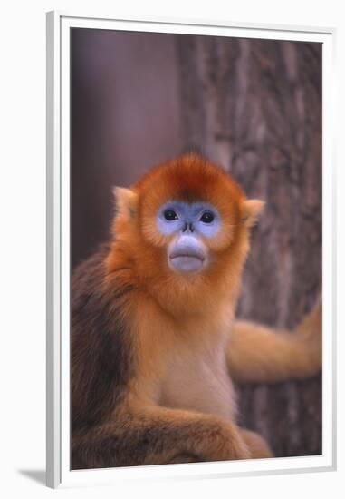 Golden Snub-Nosed Monkey-DLILLC-Framed Premium Photographic Print