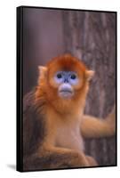 Golden Snub-Nosed Monkey-DLILLC-Framed Stretched Canvas