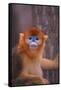 Golden Snub-Nosed Monkey-DLILLC-Framed Stretched Canvas