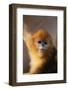 Golden Snub-Nosed Monkey-DLILLC-Framed Photographic Print