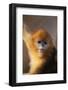 Golden Snub-Nosed Monkey-DLILLC-Framed Photographic Print