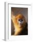 Golden Snub-Nosed Monkey-DLILLC-Framed Photographic Print