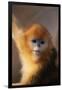 Golden Snub-Nosed Monkey-DLILLC-Framed Photographic Print