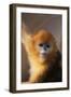 Golden Snub-Nosed Monkey-DLILLC-Framed Photographic Print