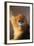 Golden Snub-Nosed Monkey-DLILLC-Framed Photographic Print