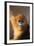 Golden Snub-Nosed Monkey-DLILLC-Framed Photographic Print