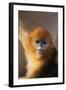 Golden Snub-Nosed Monkey-DLILLC-Framed Photographic Print