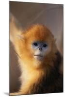 Golden Snub-Nosed Monkey-DLILLC-Mounted Photographic Print