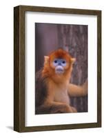 Golden Snub-Nosed Monkey-DLILLC-Framed Photographic Print