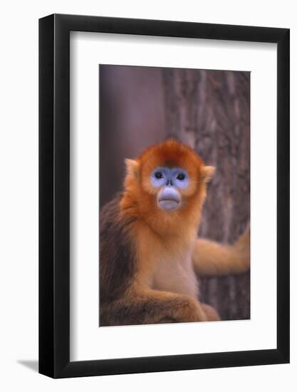 Golden Snub-Nosed Monkey-DLILLC-Framed Photographic Print