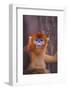 Golden Snub-Nosed Monkey-DLILLC-Framed Photographic Print