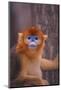 Golden Snub-Nosed Monkey-DLILLC-Mounted Photographic Print